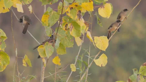 Birds in nature Stock Footage 244394086