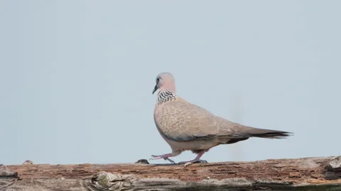 Birds in nature Stock Footage 244394121