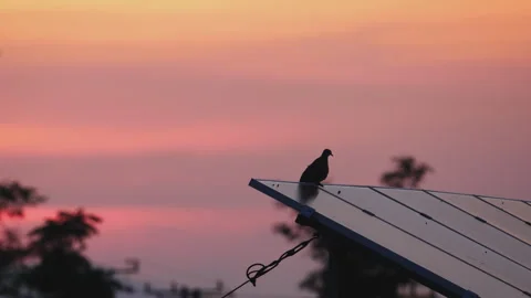 Birds in nature Stock Footage 244394136