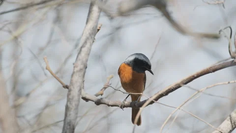 Birds in nature Stock Footage 244394155