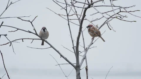 Birds in nature Stock Footage 244394209