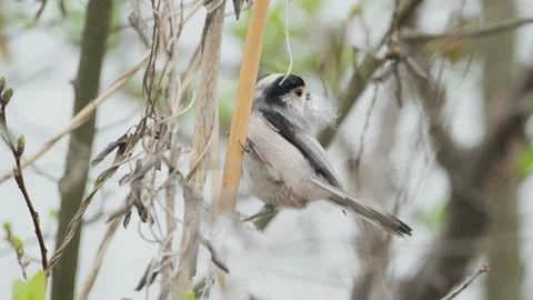 Birds in nature Stock Footage 244394220