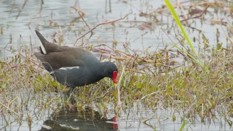 Birds in nature Stock Footage 244394231