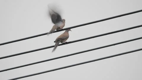 Birds in nature Stock Footage 244394260