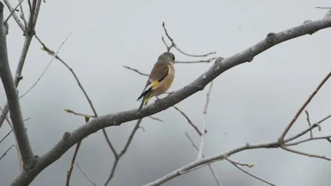 Birds in nature Video stock 244394271