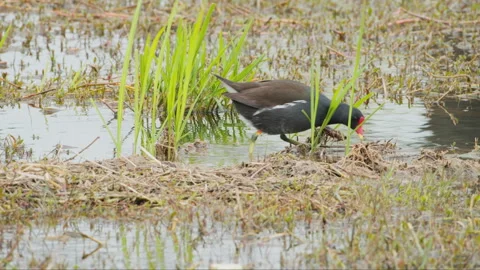 Birds in nature Video stock 244394296
