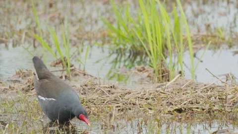 Birds in nature Video stock 244394307