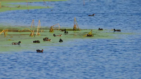 Birds in nature Video stock 244394335