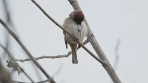 Birds in nature Video stock 244394363