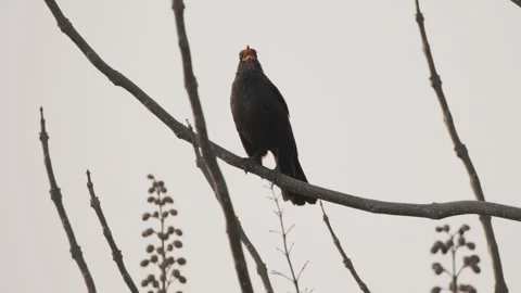 Birds in nature Video stock 244394391