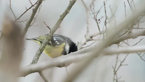 Birds in nature Video stock 244394392