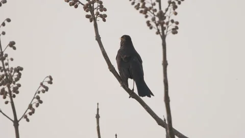 Birds in nature Video stock 244394400