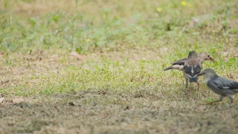 Birds in nature Video stock 244394420
