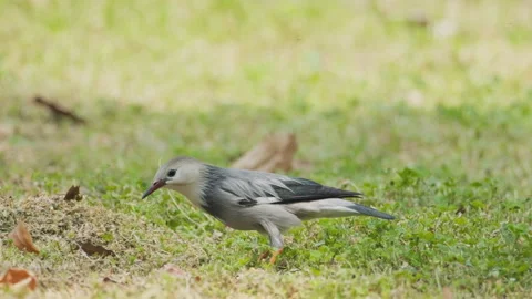 Birds in nature Video stock 244394422