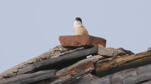 Birds in nature Video stock 244394426