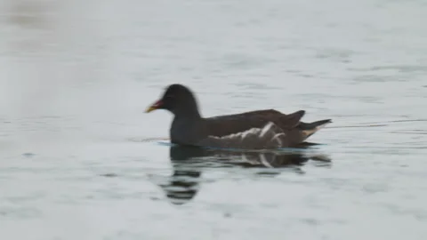 Birds in nature Video stock 244394431