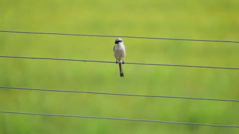 Birds in nature Video stock 244394446