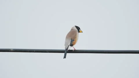 Birds in nature Video stock 244394456