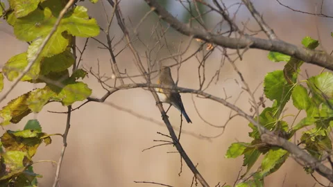 Birds in nature Video stock 244394458