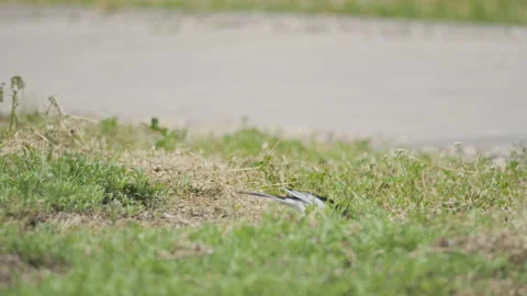 Birds in nature Video stock 244394463