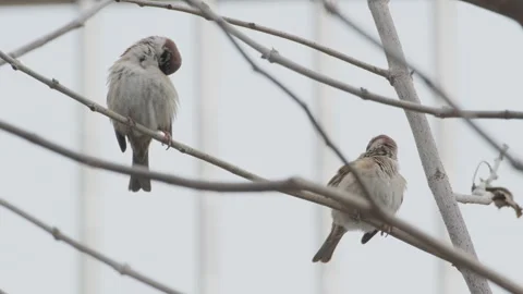 Birds in nature Video stock 244394479