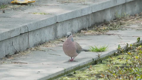Birds in nature Video stock 244394490