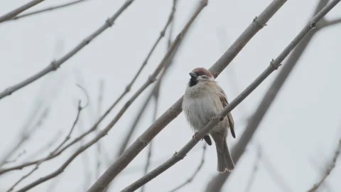 Birds in nature Video stock 244394493