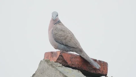 Birds in nature Video stock 244394494