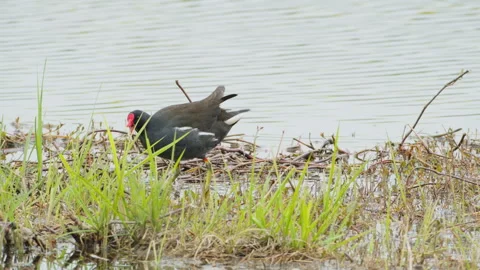 Birds in nature Video stock 244394498
