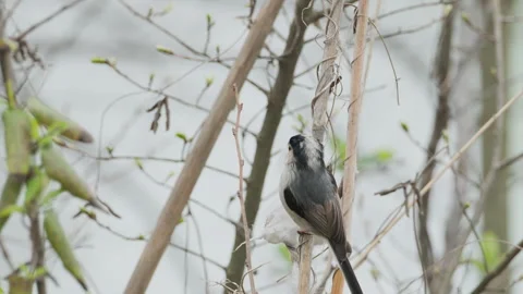 Birds in nature Video stock 244394501