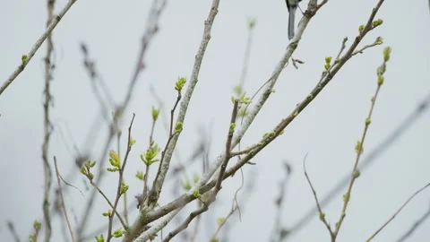 Birds in nature Video stock 244394502