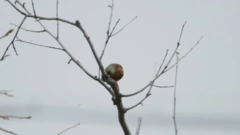 Birds in nature Video stock 244394505