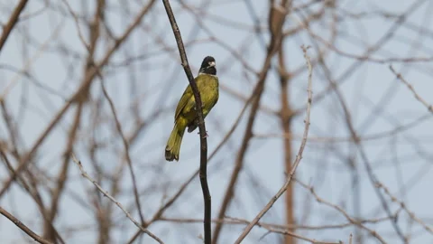 Birds in nature Video stock 244394510