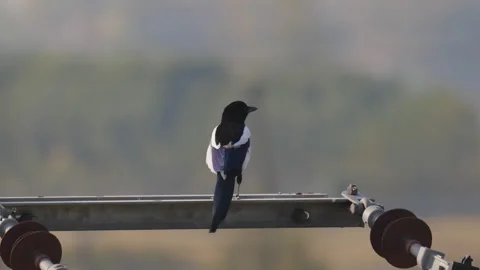 Birds in nature Video stock 244394513