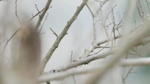 Birds in nature Video stock 244394518