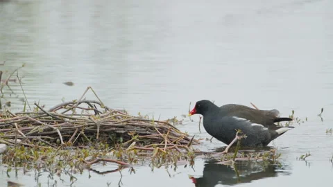 Birds in nature Video stock 244394520