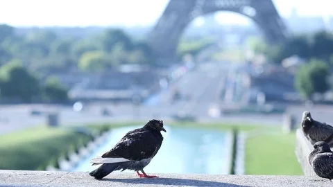 Birds near Eiffel Tower  in Paris, France Stock Footage 98099764
