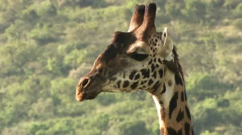 Birds on the neck of a giraffe Stock Footage 22323588