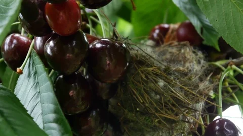 Bird's nest in a cherry tree Stock Footage 91376153
