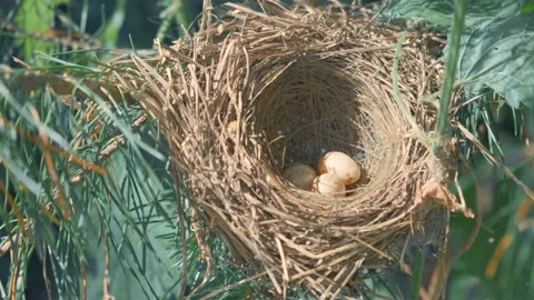 A bird's nest with eggs. Conservation of the environment and wildlife Stock Footage 135882961