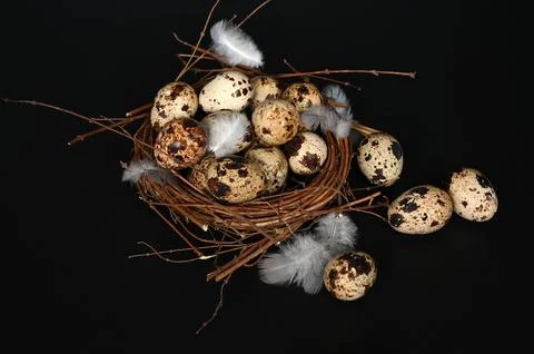 Bird's nest with eggs Stock Photos