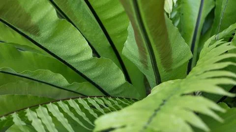 Bird's nest fern dark green leaves. Exotic tropical amazon jungle rainforest Stock Photos