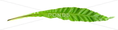 Bird's nest fern leaf on white background Stock Photos