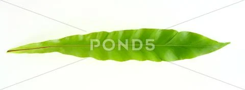 Bird's nest fern leaf on white background Stock Photos