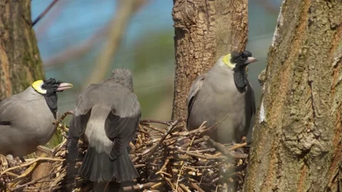 Birds in a nest fighting Stock Footage 273650496