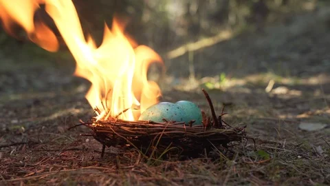 Birds Nest on Fire Stock Footage 125346872