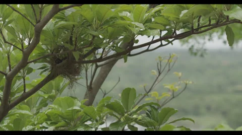 Birds Nest Stock Footage 32169174