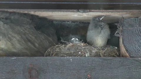 Birds in the nest Stock Footage 143955989