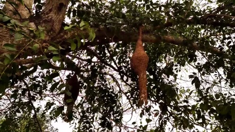 Bird's nest Stock Footage 165097677