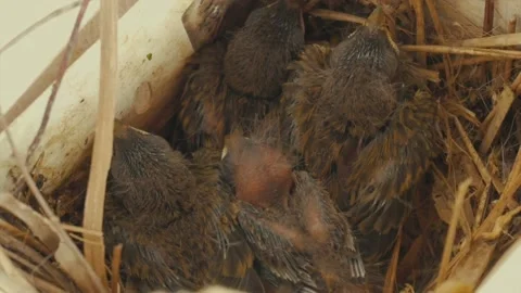 Birds nest Stock Footage 168388590